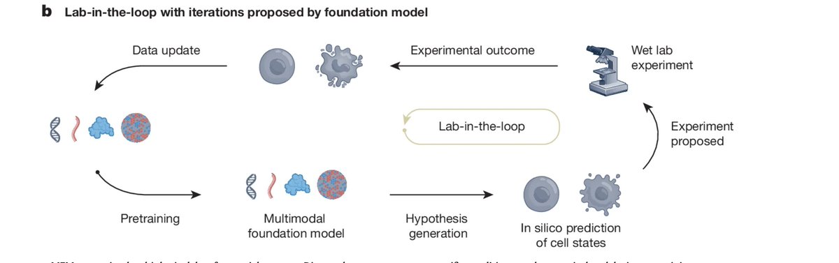 Mo Lotfollahi (@mo_lotfollahi) on Twitter photo Check out our perspective on how multimodal foundation models can accelerate discovery in biology and medicine in <a href="/Nature/">nature</a> .
Link to the paper: nature.com/articles/s4158…
Fun write-up with <a href="/BoWang87/">Bo Wang</a> @HOATIANCUI1 <a href="/fabian_theis/">Fabian Theis</a> <a href="/Alejandro__TL/">Alejandro Tejada Lapuerta</a> <a href="/JulioSaezRod/">Julio Saez-Rodriguez</a> <a href="/simocristea/">Simona Cristea</a> <a href="/genophoria/">Hani Goodarzi</a> Check out our perspective on how multimodal foundation models can accelerate discovery in biology and medicine in <a href="/Nature/">nature</a> .
Link to the paper: nature.com/articles/s4158…
Fun write-up with <a href="/BoWang87/">Bo Wang</a> @HOATIANCUI1 <a href="/fabian_theis/">Fabian Theis</a> <a href="/Alejandro__TL/">Alejandro Tejada Lapuerta</a> <a href="/JulioSaezRod/">Julio Saez-Rodriguez</a> <a href="/simocristea/">Simona Cristea</a> <a href="/genophoria/">Hani Goodarzi</a>
