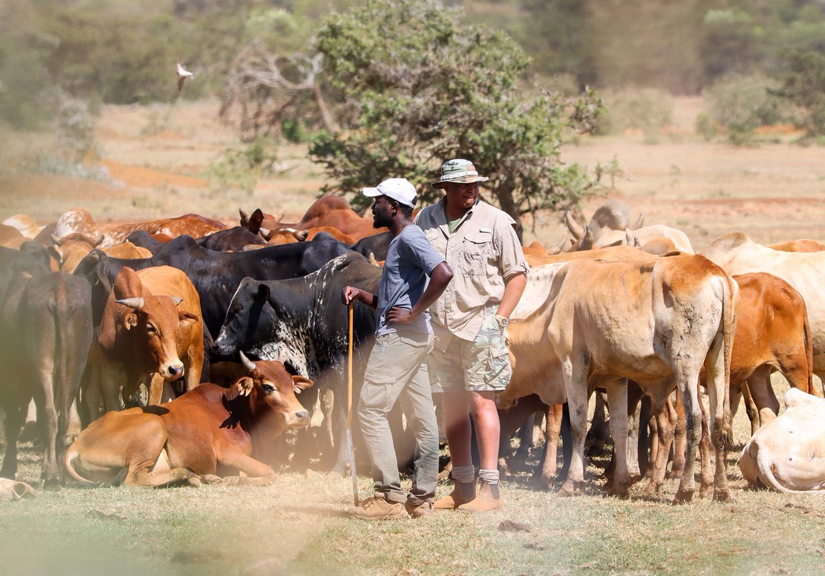 We’re proving that conservation, culture &amp; community can thrive together. 🌍🐘

From rangelands to local economies, we focus on real solutions that work — for people and wildlife.

#MugieConservancy #WildlifeAndPeople #SustainableFutures #ConservationWithPeople