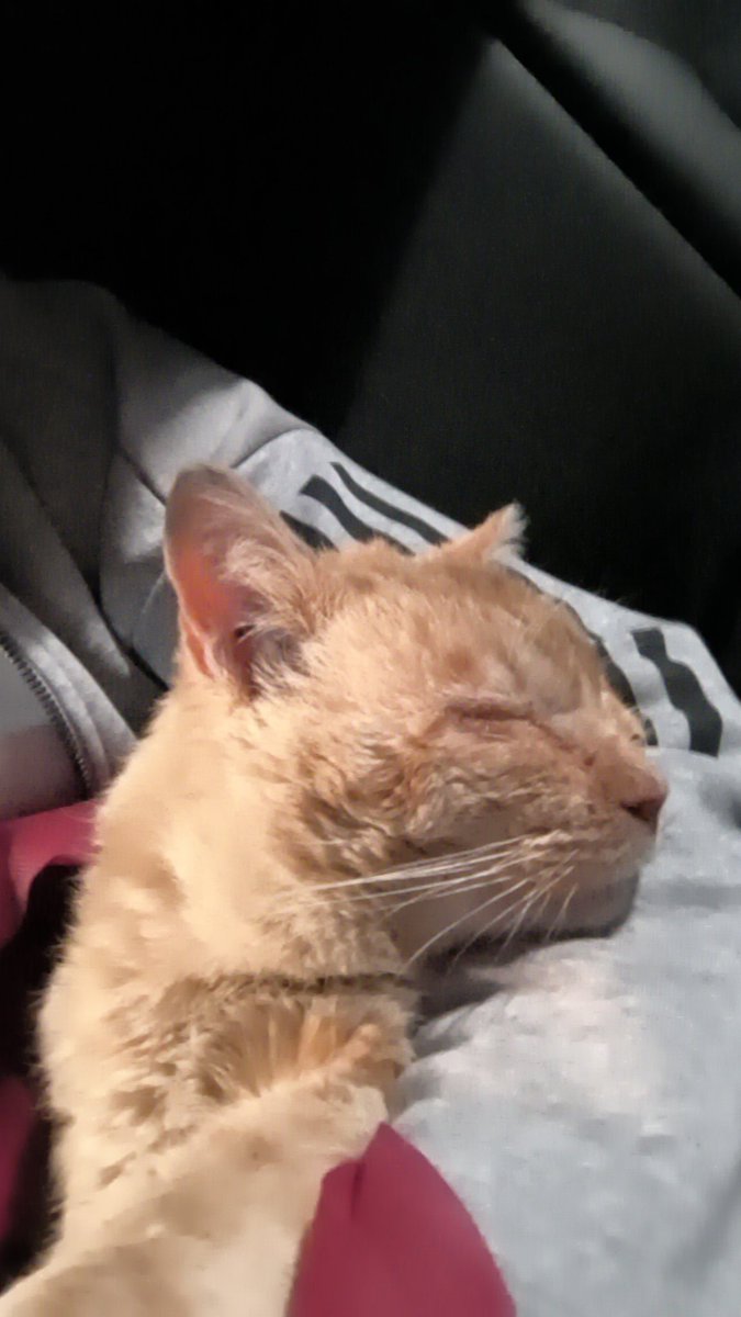 AstronSama tweet media