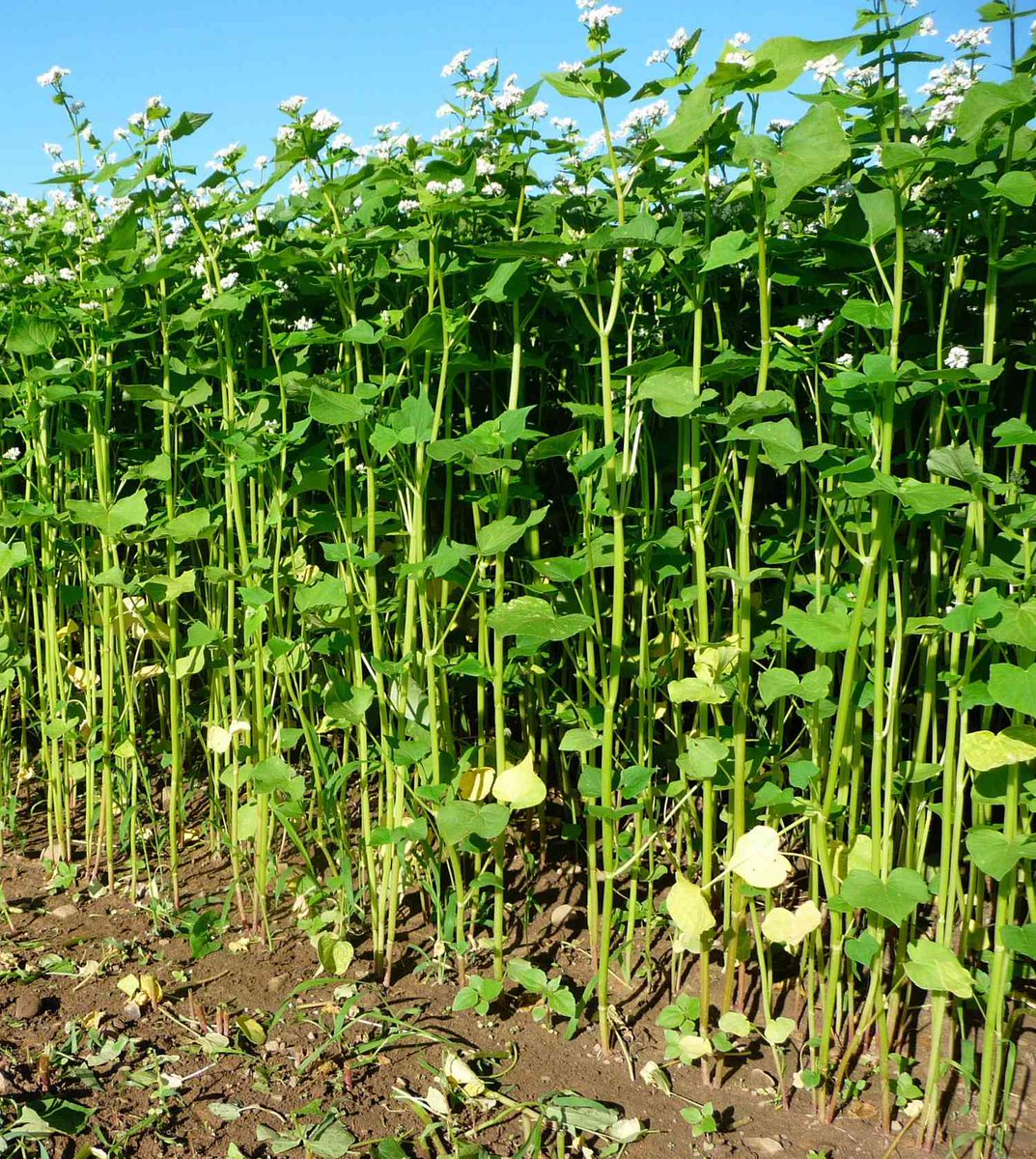 H2020Cropdiva's tweet image. A new @BiovalueProject (sisterproject of @H2020Cropdiva ) study shows that integrating underutilized crops, like buckwheat, boosts biodiversity, soil health & ecosystem resilience and contributes to climate-resilient food systems.
lnkd.in/d6G-HzHS
#H2020
#H2020Cropdiva