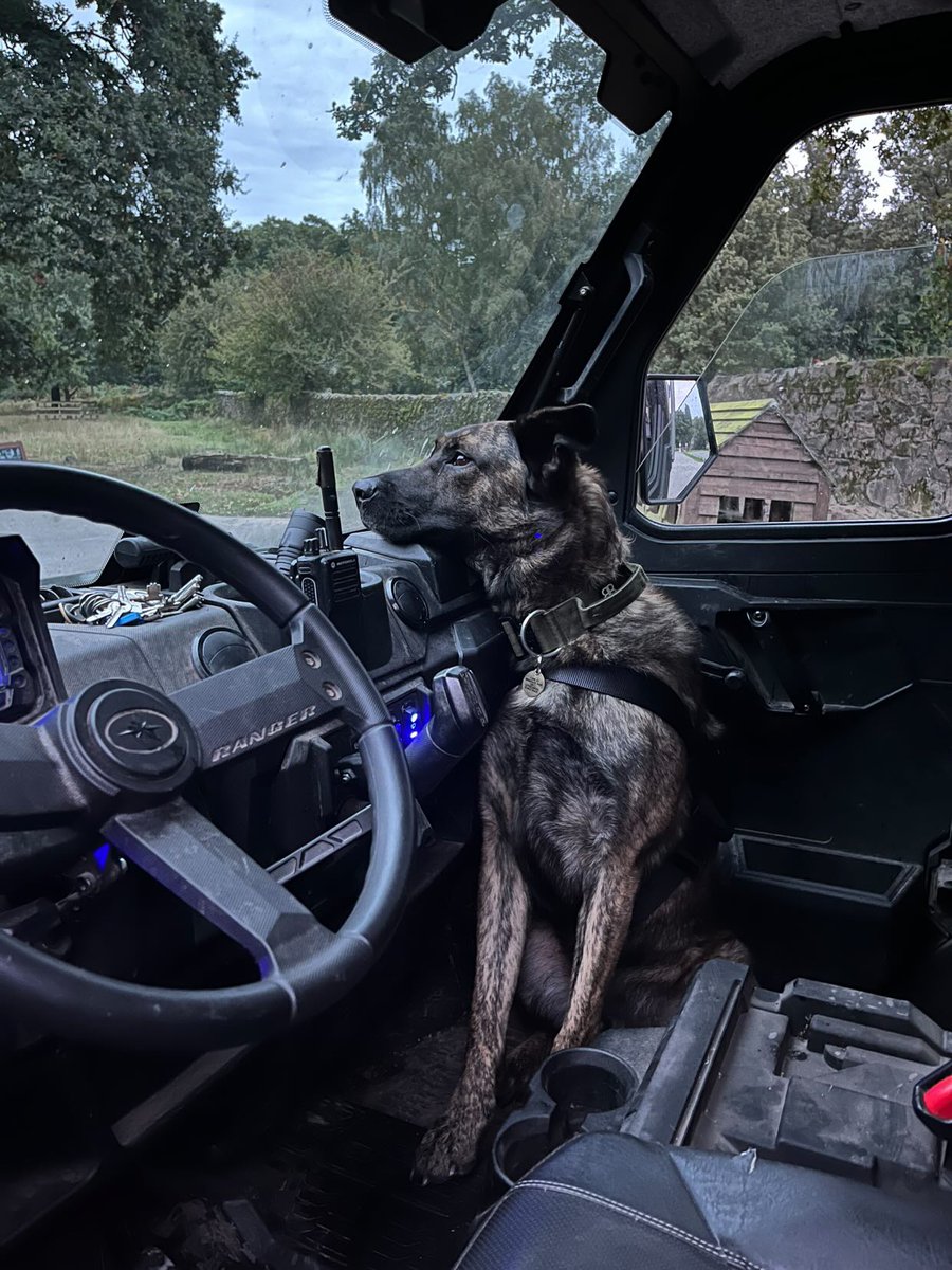 Here are a few more photos of Ex-Military Working Dog Toro; living the dream, retired on a beautiful country estate.

The Tower featured in photo 2 is known as 'Old John'. The estate was once home to Lady Jane Grey, the 9-day Queen!

#DATR #BradgatePark #SwithlandWood #Leics #MWD