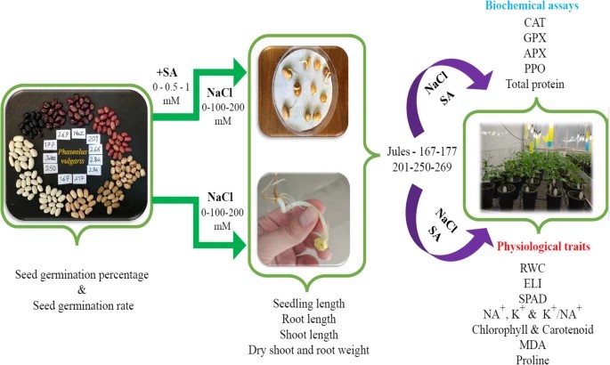 AgriExperts's tweet image. Salicylic acid (SA) pretreatment as an effective strategy to enhance salinity stress resilience in common bean genotypes.
#mitigation #salinity #physiological #genotypes #tolerance #stress #salicylic #antioxidant #homeostasis #micronutrients

link.springer.com/article/10.118…