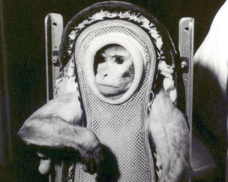 OuranosProject's tweet photo. June 14, 1949 : 
Albert II (Rhesus macaque) becomes the first mammal launched to space. 🇺🇸 Albert died upon landing after a parachute failure caused his capsule to strike the ground at high speed. #Animalspace #Space #USA https://t.co/T0QIzxbAnh