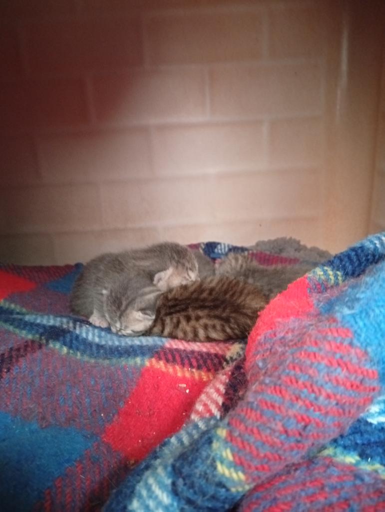 buongiorno da Lunabella e i suoi 4 piccolini❤️❤️❤️❤️❤️❤️❤️❤️❤️❤️❤️❤️❤️❤️❤️❤️

Lunabella gatta randagia ,la cosiddetta gatta DI NESSUNO  ci è stata segnalata a pochi giorni dal parto 😭per adozioni 
Contattare il 3335229596🙏❤️❤️❤️❤️