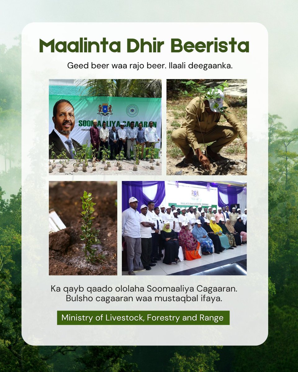 Hambalyo Maalinta Dhir-beerista Soomaaliyeed🌱

Ka qayb qaado ololaha Soomaaliya Cagaaran. Bulsho cagaaran waa mustaqbal ifaya! 🇸🇴💚