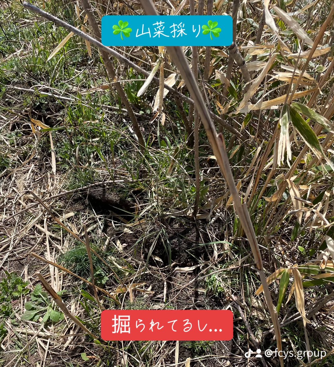 FCYs4's tweet photo. #那珂川水系投網部
山菜シーズン本格的に開始!本日も仕事前にのんびりお散歩!
タラの芽も少し収穫、田舎暮し最高です!
ダイエットも兼ねて頑張ろー。
#栃木県 #那須塩原市 #山菜 #givingproject #タラの芽 #散歩 https://t.co/2qXts9uCAr