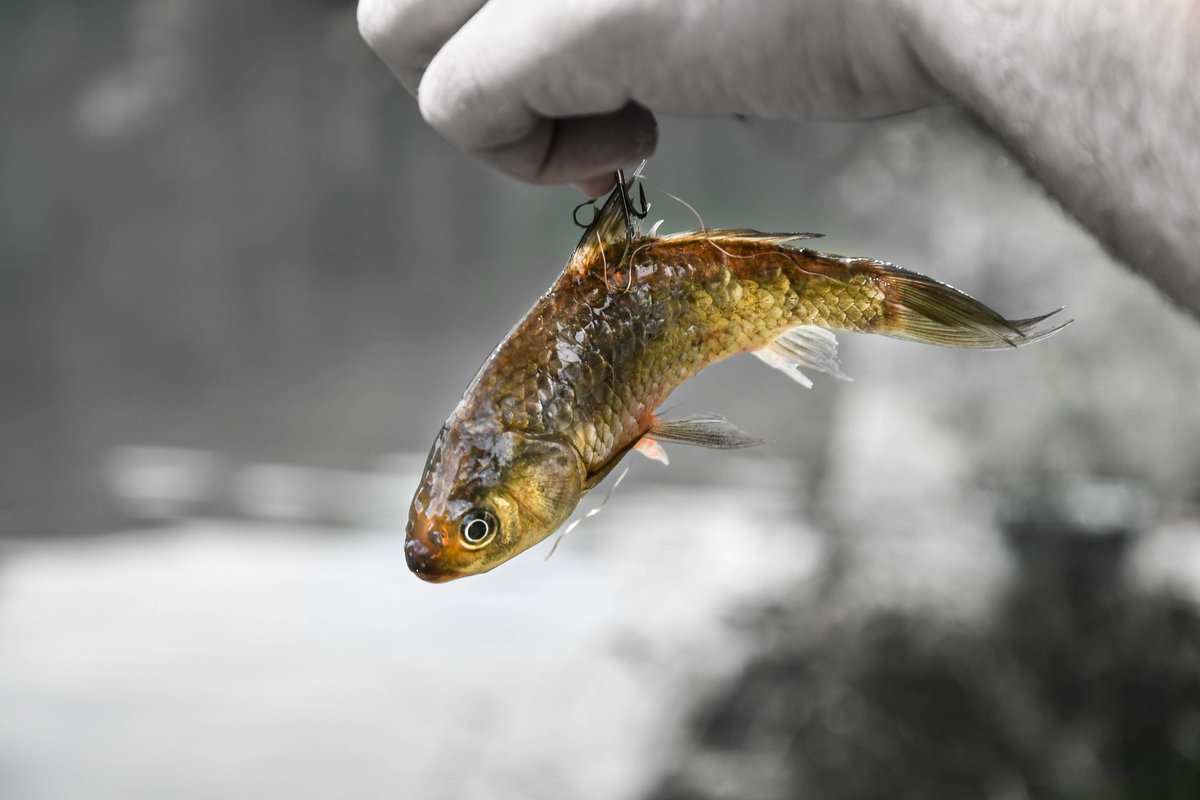 Ouverture de la pêche aux carnassiers = des milliers de 🐟 torturés #PêcheAuVif
Il est tps d’agir au parlement contre cette pratique <a href="/partisocialiste/">Parti socialiste</a> <a href="/FranceInsoumise/">La France insoumise</a> <a href="/PCF/">PCF</a> <a href="/EELV/">Les Écologistes - EELV</a> <a href="/Renaissance/">Renaissance</a> <a href="/MoDem/">MoDem</a> <a href="/HorizonsLeParti/">Horizons</a> @LesRepublicains <a href="/RNational_off/">Rassemblement National</a>