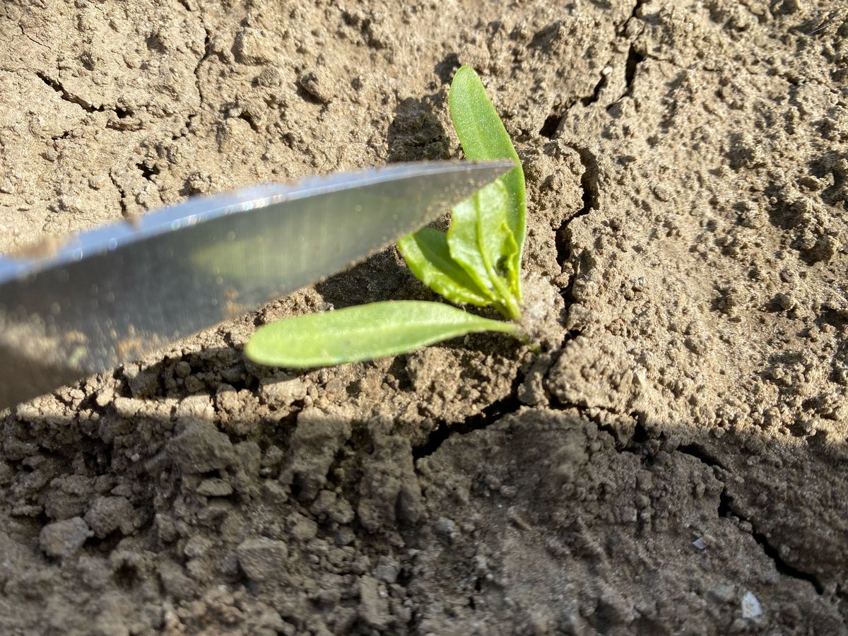 De eerste #bladluizen in #suikerbieten zijn deze week in diverse regio's door de #Wesemael #adviseurs waargenomen. Van #Zeeuws-#Vlaanderen tot in de #Flevopolder. #Achtzaamheid geboden! #PasopvoorcrisUsmetMyzUs