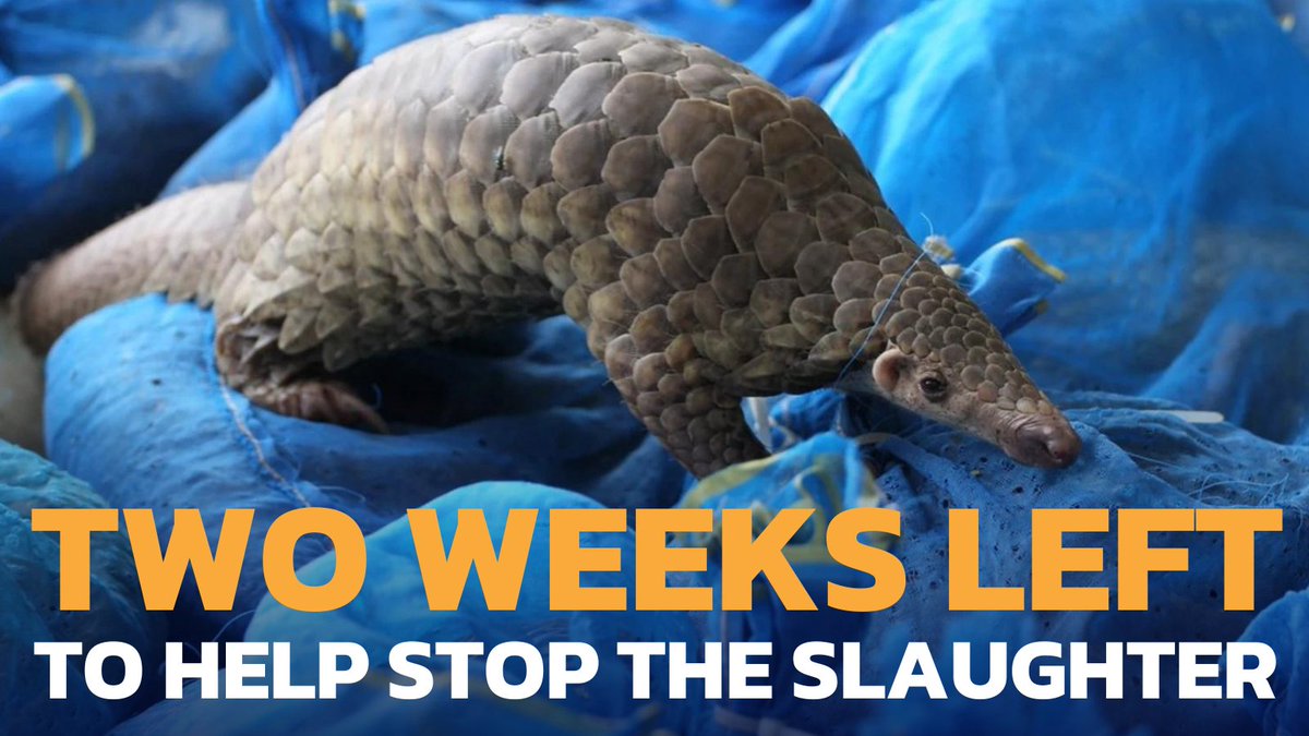 We have less than two weeks left on our campaign to save the Philippine Pangolin from extinction - and we really need your help 🙏

We're halfway there, but we've still got a way to go. If everyone reading this donated just £1 and signed our petition RIGHT NOW, we would hit our