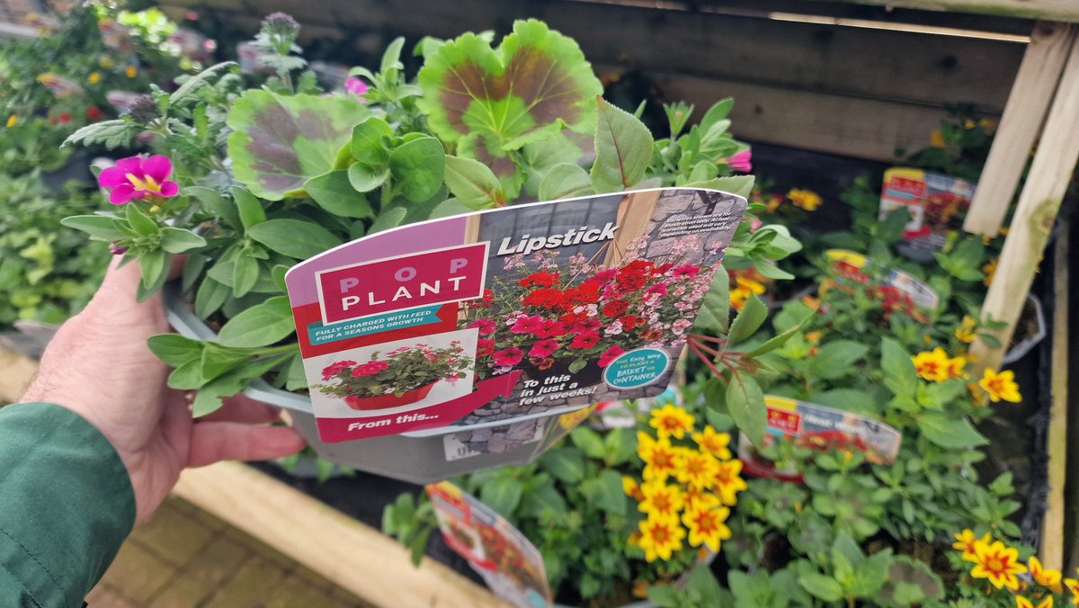 The popular Pop-in / Drop-in Speedplanters are back in stock and looking amazing in our Seasonal Tunnel. 📷 There are plenty of colour combos to tempt you, including Bollywood, Berry Swirl, Heatwave, Nautical Chic &amp; Brilliant Bling. £16.49 each or any Two for £28. #EasterVibes