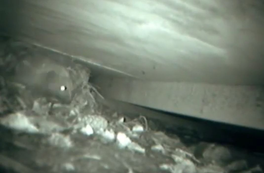 Under the shed is this century's hedgerow.🛖
The poor hedgehog has so few places to call home nowadays as we ruthlessly crush their world, making it smaller and harder.
But under the shed is an artificial refuge, and so attractive to a hedgehog - it's dry, spacious, protected by