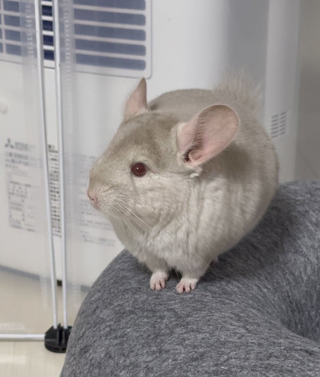 飼い主、ふうせん飛びました🎈

今日はいっぱい
もふもふしてもらおう🤲🏻🐭

いや、見てるだけでも幸。