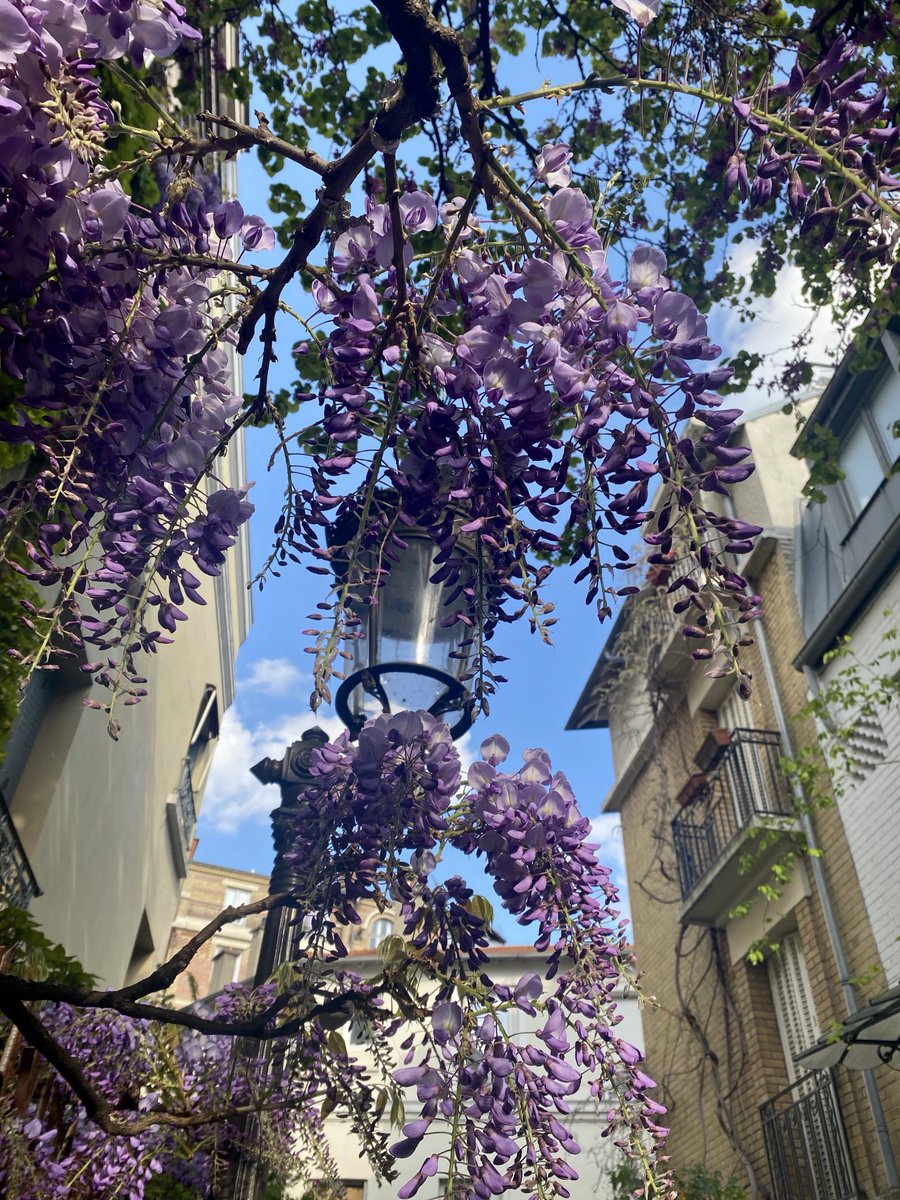 BFleurot's tweet photo. En allant ce matin chez mon amie artiste peintre  ☕️☕️m’enivrer de nature , à travers les fenêtres  , imaginez les senteurs , les oiseaux pépient , le bonheur matinal ☕️🌸🌿🌸☕️📸B.Fleurot 🍀☕️🌸 https://t.co/v6FdgGpOS8
