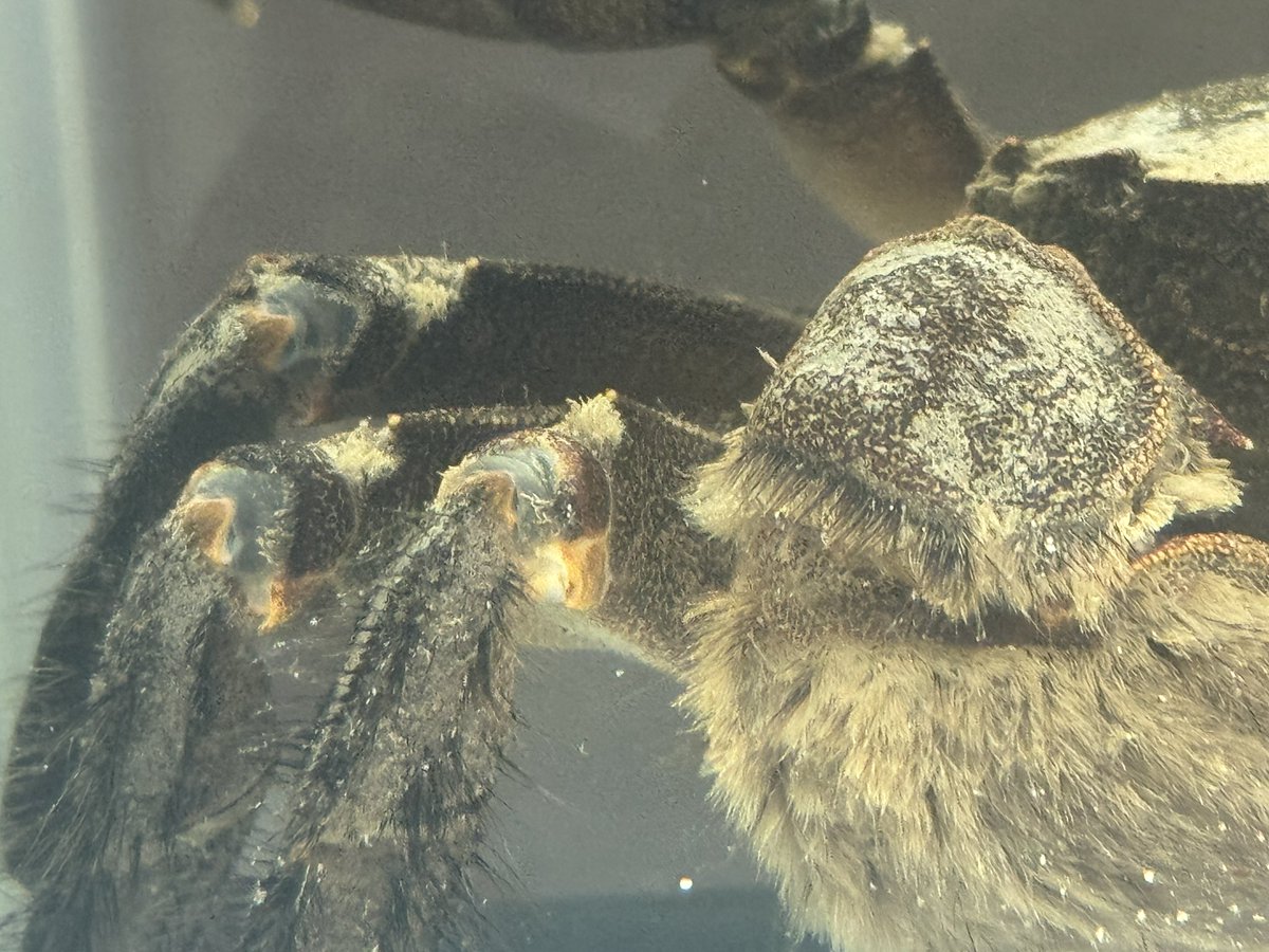 モクズガニのでっかに

餌を食べなくなりました

さては脱皮か！？