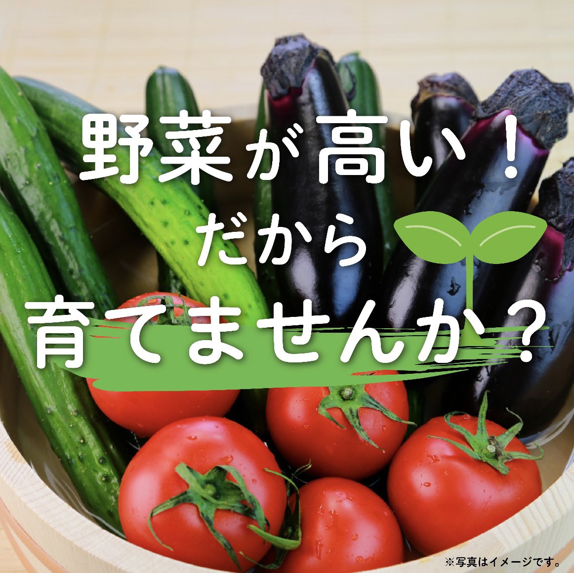 belx_official's tweet photo. 野菜が高いから育ててみようかなと考えている方❗️
朗報です📣4／19(土)より野菜の苗が販売されます🌱
お値段は99円からとお買い得😳
各種取り揃えております👌
是非お買い求めください🛒
※足立神明店・島忠春日部店では取り扱っておりませんのでご注意ください。

#ベルクス https://t.co/QLCeGykls9