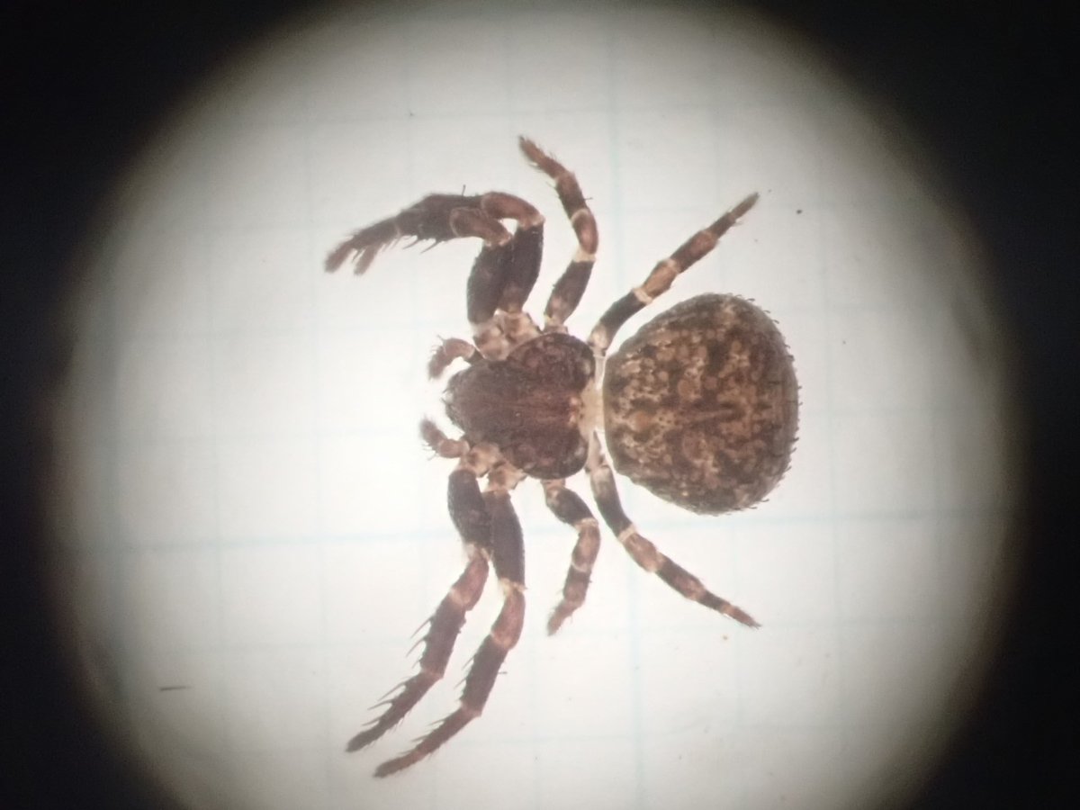 spi_HUMS's tweet photo. おそらくマルオチバカニグモ Ozyptila fukushimai https://t.co/WVBsm69PJI