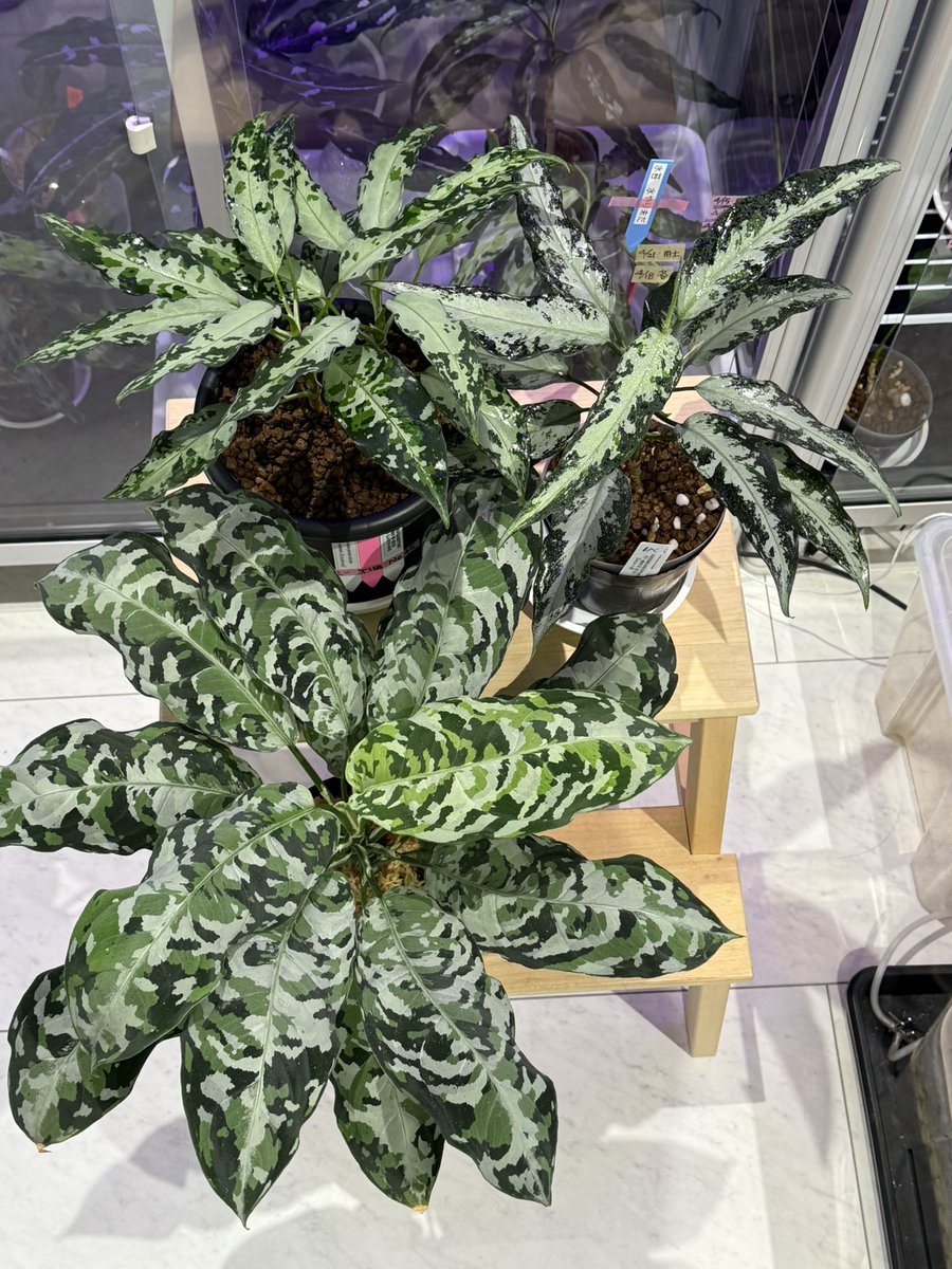 aglaracer's tweet photo. 天下一植物界もうすぐですね
pic②第一回天下一植物界
pic③第二回天下一植物界
pic④第四回天下一植物界
購入のLA便アグラオネマ
第四回天下一植物界は目の前で抽選締切🥲
今年は抽選ぐらいは参加出来れば良いな

Xは、久々投稿ですが、ほぼ休眠状態ですが
インスタはたまに投稿してます https://t.co/jWBPwue4Py