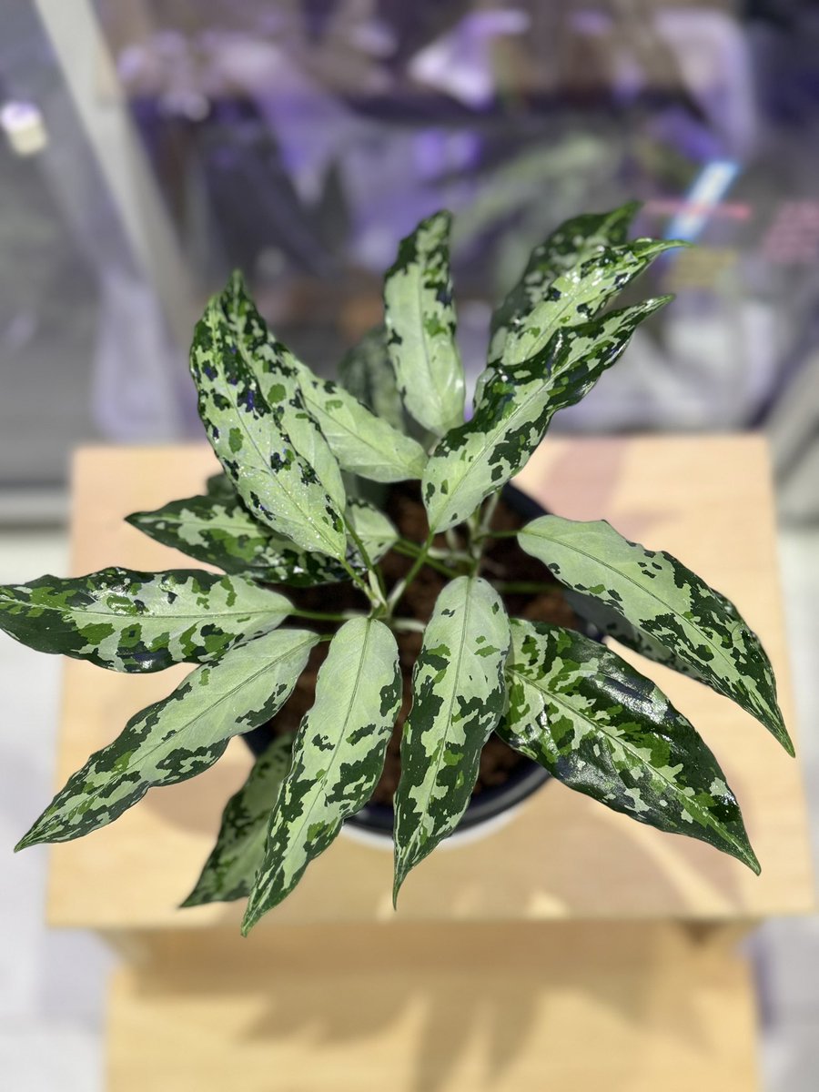 aglaracer's tweet photo. 天下一植物界もうすぐですね
pic②第一回天下一植物界
pic③第二回天下一植物界
pic④第四回天下一植物界
購入のLA便アグラオネマ
第四回天下一植物界は目の前で抽選締切🥲
今年は抽選ぐらいは参加出来れば良いな

Xは、久々投稿ですが、ほぼ休眠状態ですが
インスタはたまに投稿してます https://t.co/jWBPwue4Py