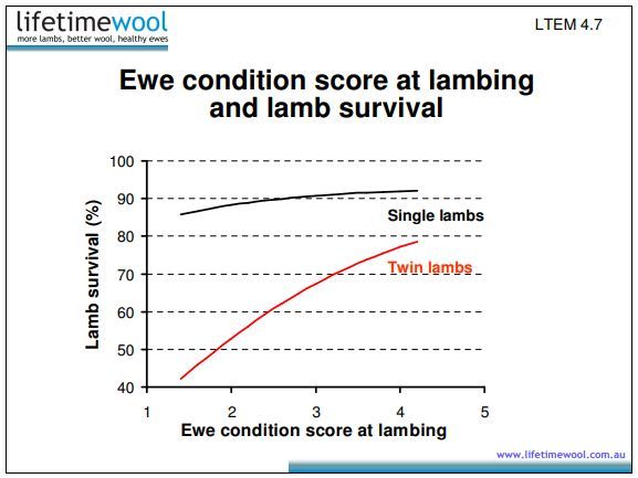 Have you condition-scored your ewes recently? 
You'll find more about managing your ewes to improve lamb survival here: buff.ly/RIajLiW.
<a href="/woolinnovation/">Australian Wool Innovation</a>
<a href="/meatlivestock/">Meat & Livestock Australia</a>
<a href="/AWIExtensionQLD/">AWI Extension QLD</a>
<a href="/AWIExtensionNSW/">AWI Extension NSW</a>
<a href="/AWIExtensionVIC/">AWI Extension VIC</a>
<a href="/AWIExtensionTAS/">AWI Extension TAS</a>
<a href="/AWIExtensionSA/">AWI Extension SA</a>
<a href="/DPIRDWA/">DPIRDWA</a>