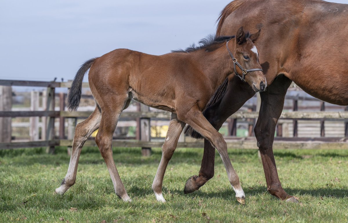 ⚜️🇬🇧 Proballers ⛹🏻‍♂️

Another quality first foal for Champion Sprinter #Shaquille 👊

This filly is a three-parts sister to dual Stakes performer Lambeth Walk, from the family of G1 winners Mohaather &amp; Accidental Agent.

#aworldofopportunity