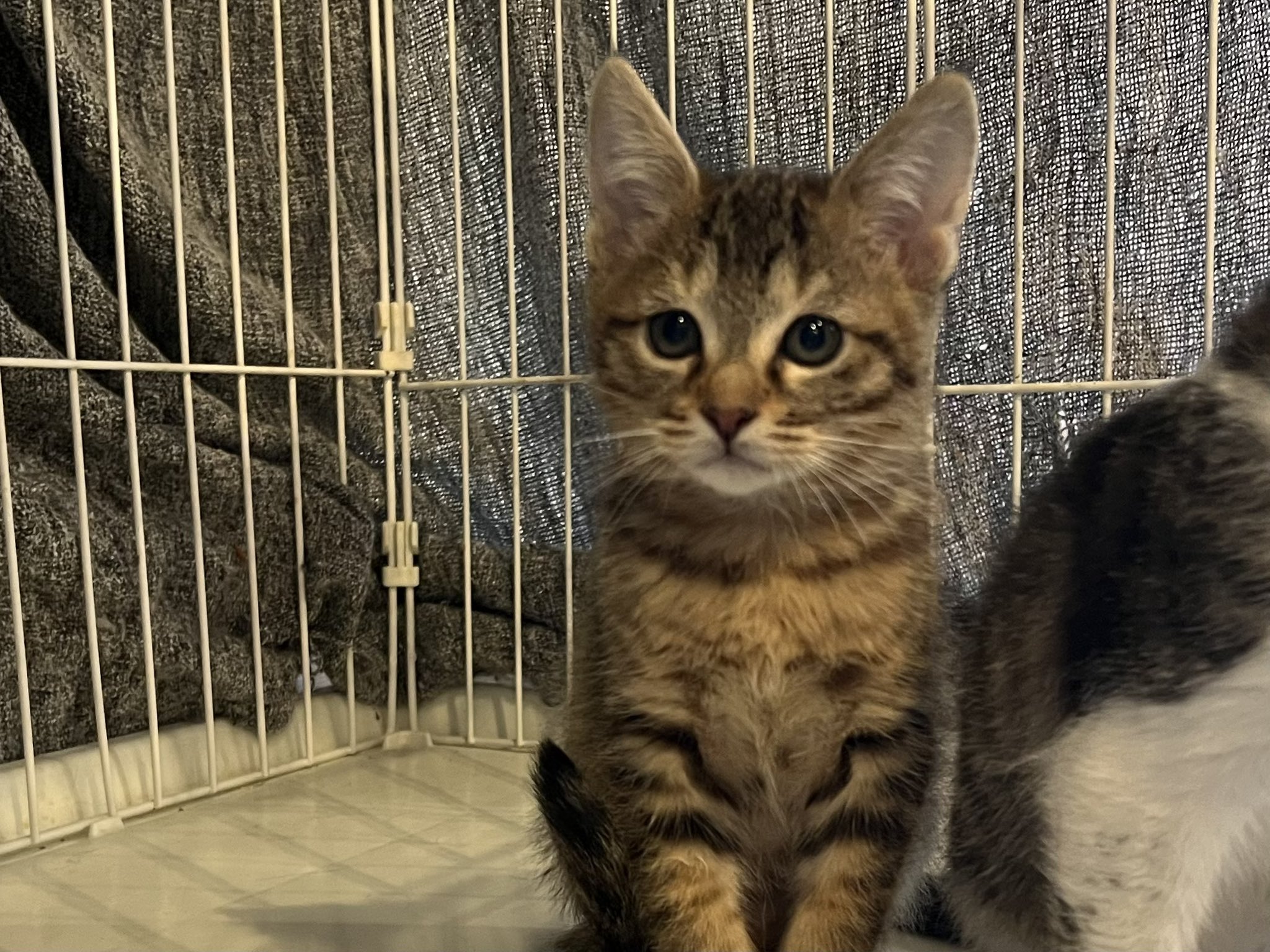 Nyapan＆猫suncafe on X: 