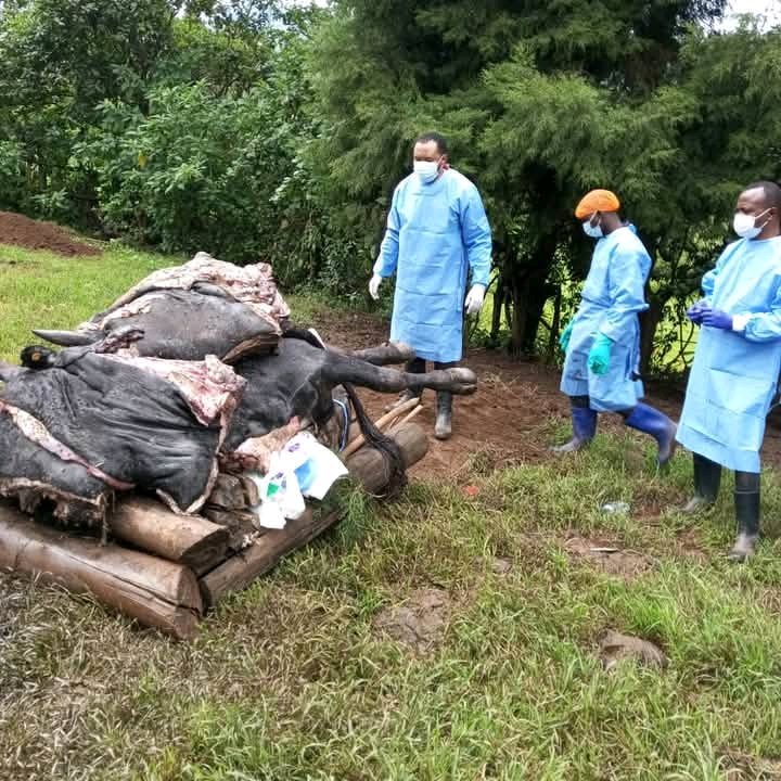 Kamituga Space Asbl (@kamitugaspace) on Twitter photo 🔥🔥Alerte alerte . Au Nord-Kivu voisin, le gouvernement annonce l'épidémie de l'anthrax, une zoonose infectieuse. Mwenga-Kamituga soyons prudents . Tuache bungambi.
<a href="/justinlutala7/">justin lutala</a> 🔥🔥Alerte alerte . Au Nord-Kivu voisin, le gouvernement annonce l'épidémie de l'anthrax, une zoonose infectieuse. Mwenga-Kamituga soyons prudents . Tuache bungambi.
<a href="/justinlutala7/">justin lutala</a>