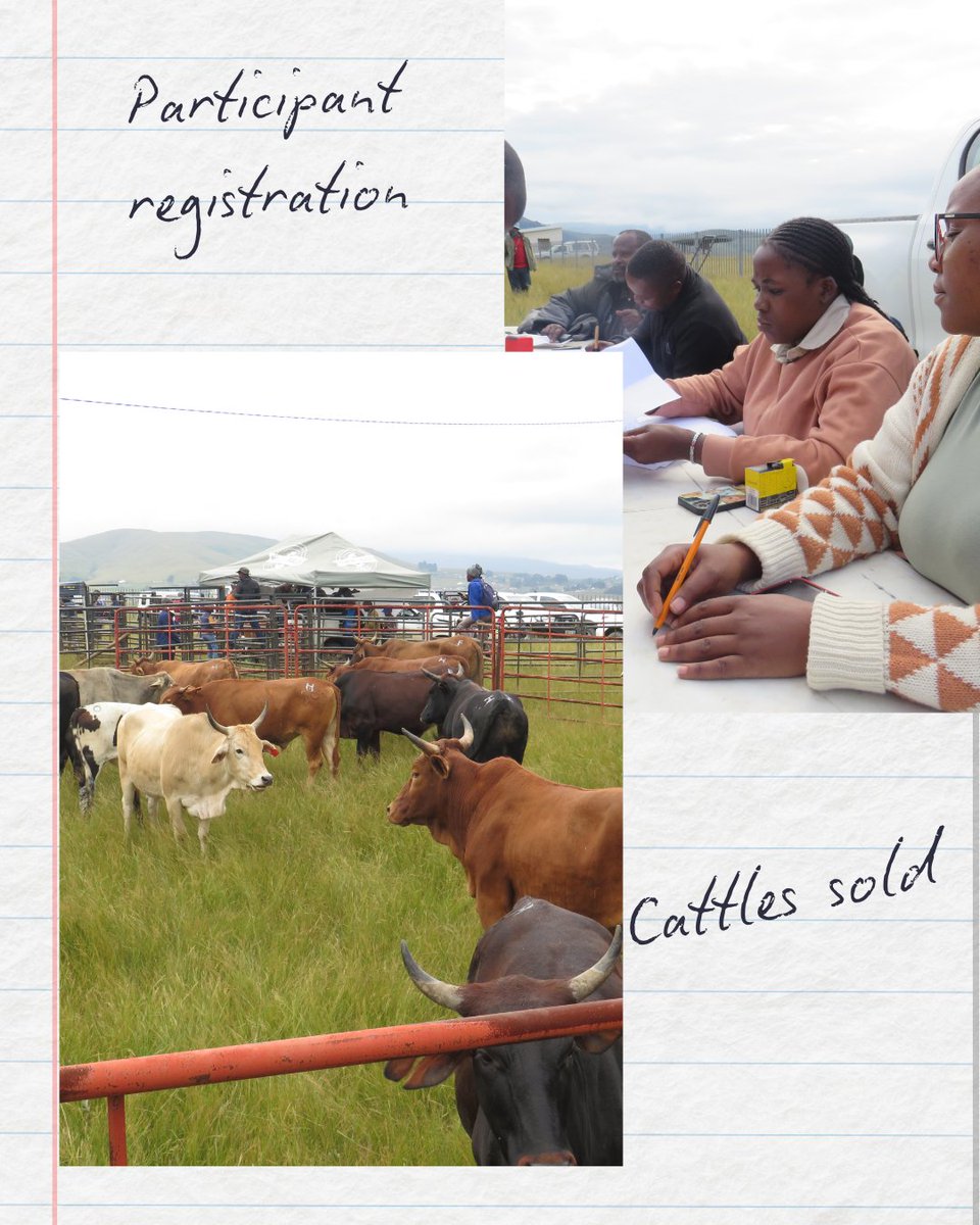 BirdLife_SA's tweet image. 🐄💚 Big win for community & conservation! 57 cattle sold at the first Mabandla auction, raising R501K for 9 villages 🙌 All part of the Herding for Health initiative with BirdLife South Africa, blending sustainability with impact. 🌱🐦 #HerdingForHealth #CommunityEmpowerment