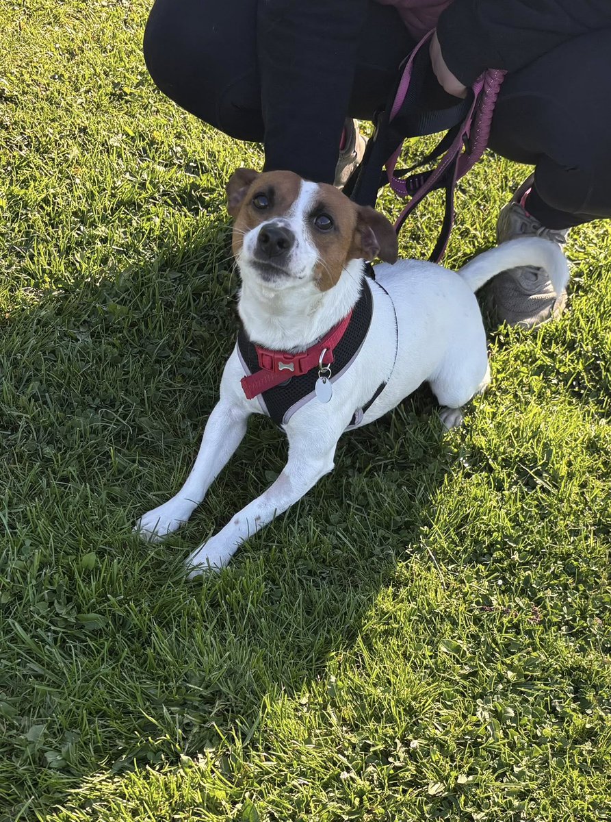 rescuedoggypaws's tweet image. EDDY has arrived in the kennels and is AVAILABLE TO ADOPT
This happy boy is around 3 years old. He is a lovely boy who is very happy and loves company. He walks really well on a lead but has lots of energy to burn so needs a very active home
imminghamdogshome.org/form/
#Lincolnshire