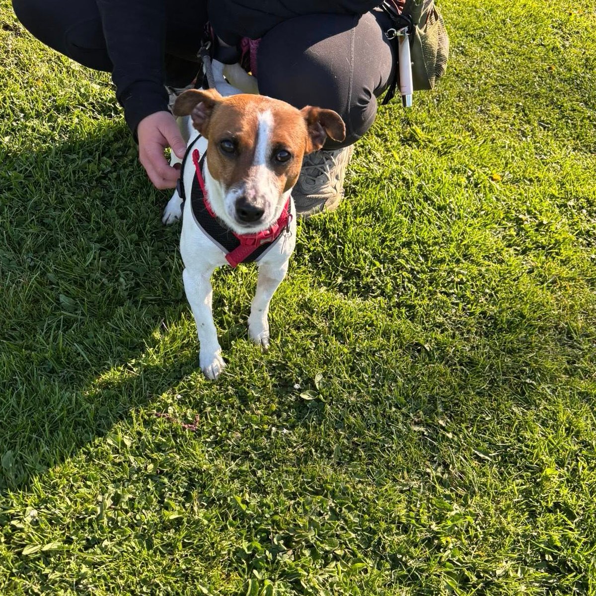 rescuedoggypaws's tweet image. EDDY has arrived in the kennels and is AVAILABLE TO ADOPT
This happy boy is around 3 years old. He is a lovely boy who is very happy and loves company. He walks really well on a lead but has lots of energy to burn so needs a very active home
imminghamdogshome.org/form/
#Lincolnshire