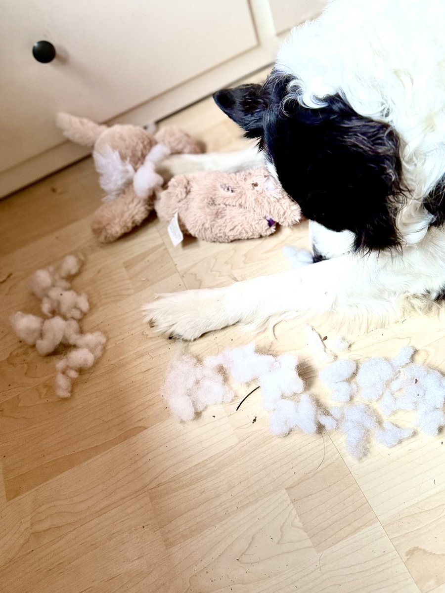 CbhTt's tweet image. Irgendwas stimmt mit Hasi nicht 🤪

#penny #bordercollie