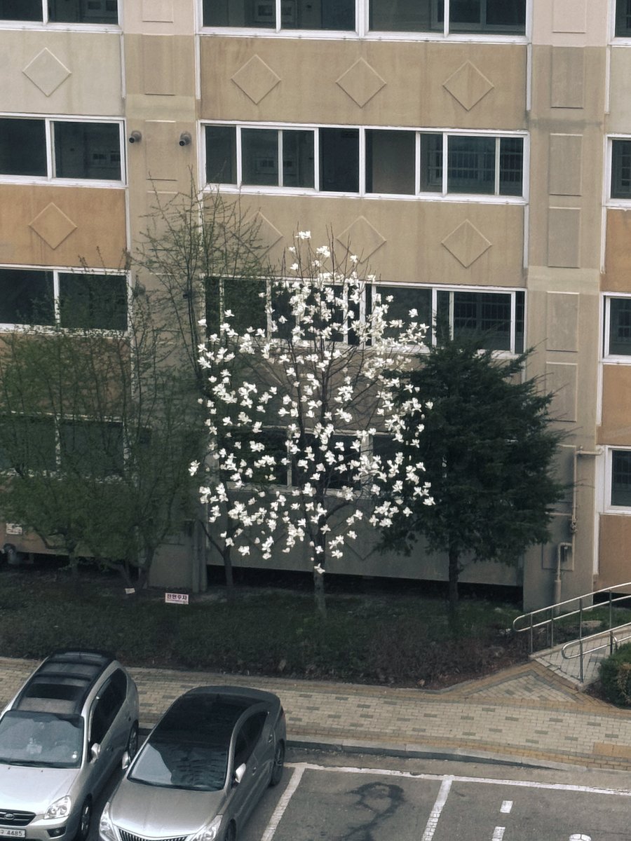 amiedeluciole's tweet image. 목련