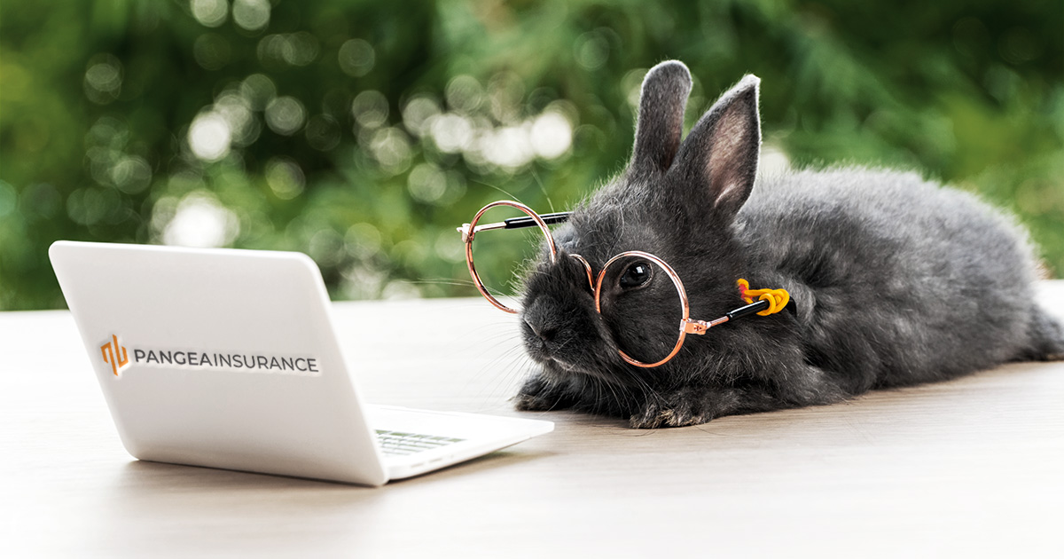 Wishing everyone a hoppy #EasterWeekend, from the whole team at Pangea Insurance Brokers 🐰