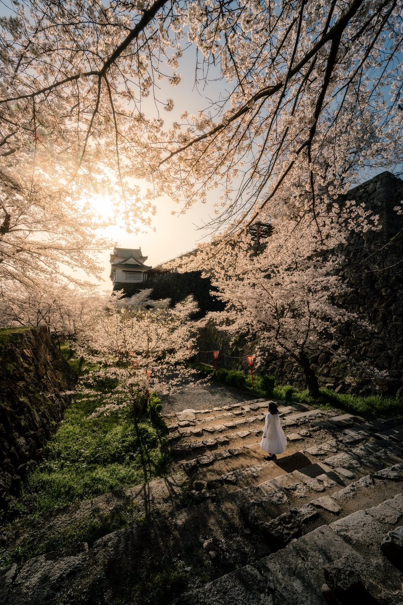 桜の額縁で装飾された備中櫓が圧倒的すぎた。