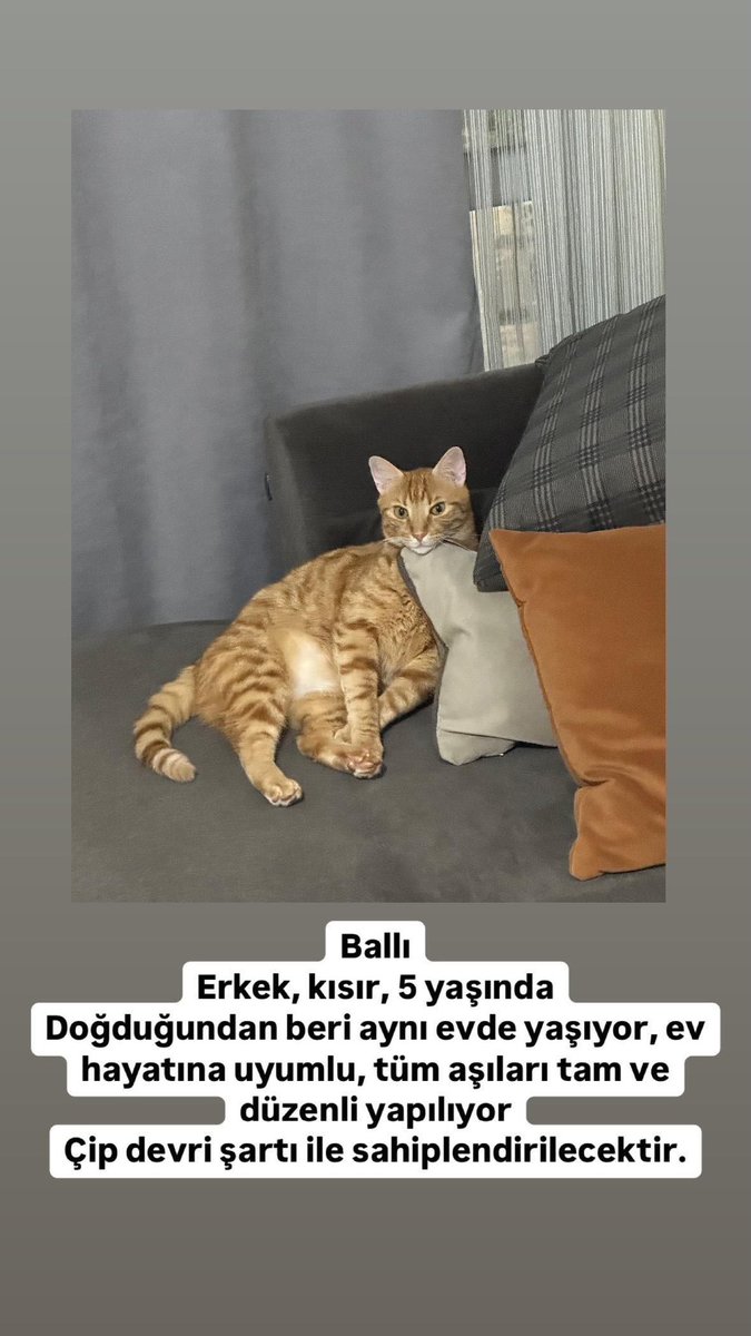 ‼️RT YAPARAK DAHA FAZLA KİŞİYE ULAIRABİLİR MİSİNİZ?
❗️İSTANBUL İÇERİSİNDE SAHİPLENMEK İSTEYEN OLURSA İLAN SAHİBİ TESLİM EDECEK 
Bu çocuk erkek ve kısır henüz 5 yaşında çip devri şartı var çok uyumlu bir kedi evinizi bu tatlı çocukla paylaşır mısınız ? 
 SATIN ALMAYIN SAHİPLENİN
