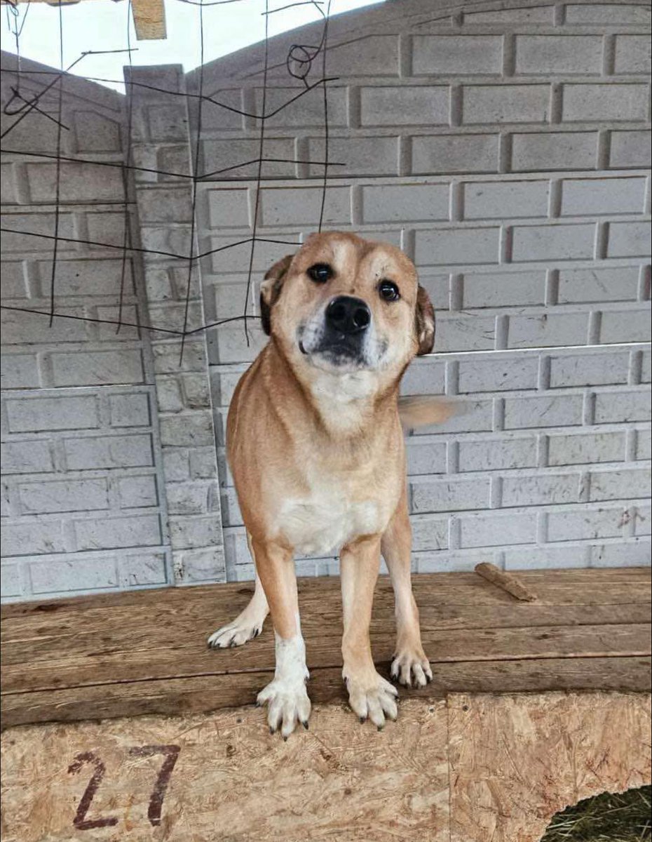 5 year old Dennis is a cheeky, happy boy who is looking for love ❤️
He has so much love to give back despite being in shelter for years ❤️
He gets along with other dogs and can be cat and child tested if needed!

Apply: pawprints2freedom.co.uk/apply