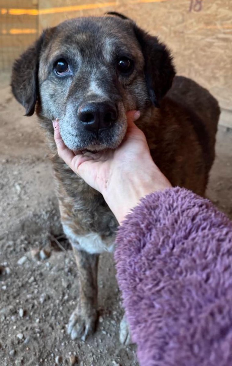 URGENT- Bruni is shutting down 💔

Bruni is 9 years old and his spirit is slowly breaking 💔
He's desperate for a home. A soft bed. A kind voice. A warm touch.
He is so gentle, but he is losing hope.
He gets along with dogs. He promises to be good.

Apply: pawprints2freedom.co.uk/apply-to-adopt…
