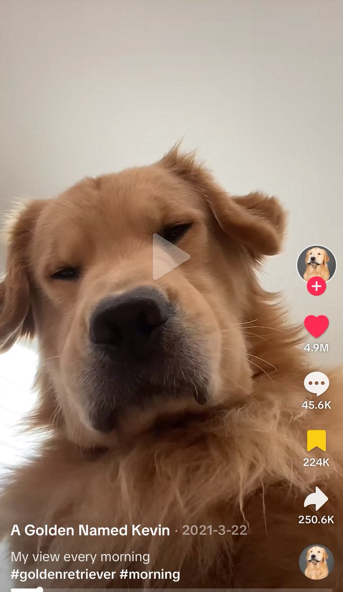 fluffyline_'s tweet photo. #goldenretrieve #ゴールデンレトリバー #illustration #イラスト @agoldennamedkev https://t.co/TWUh6ld8rd