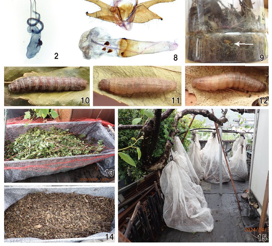 Eupithecia_moth's tweet image. 事務局です．誘蛾燈260号が発行されました．会員には（一部地域除いて）来週にはお手元に届くものと思います．表紙は地味で美麗とは決して言えないシャクガですが，この個体が本種の「2頭目」で，雄は相変わらず未知です．他には枯葉食いを大規模に飼育した記録など，全56ページのボリュームです．