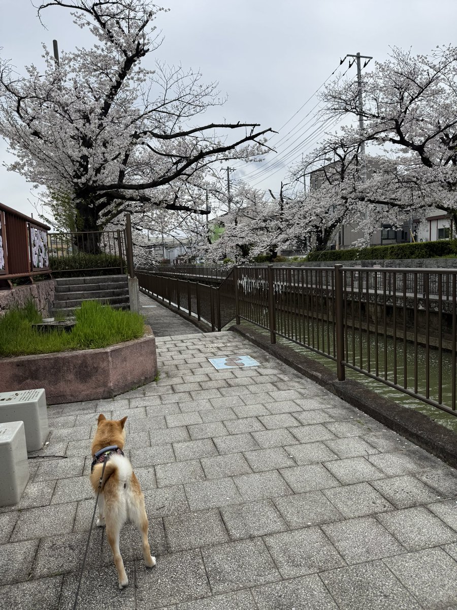 今年も桜の季節終わっちゃいました🥲