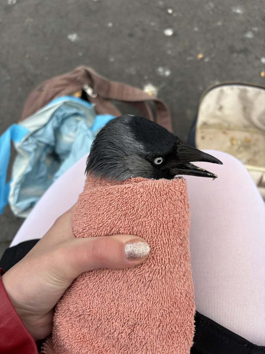 buttonneyes's tweet photo. hold up that’s not a pigeon https://t.co/rF3f7JTUjv