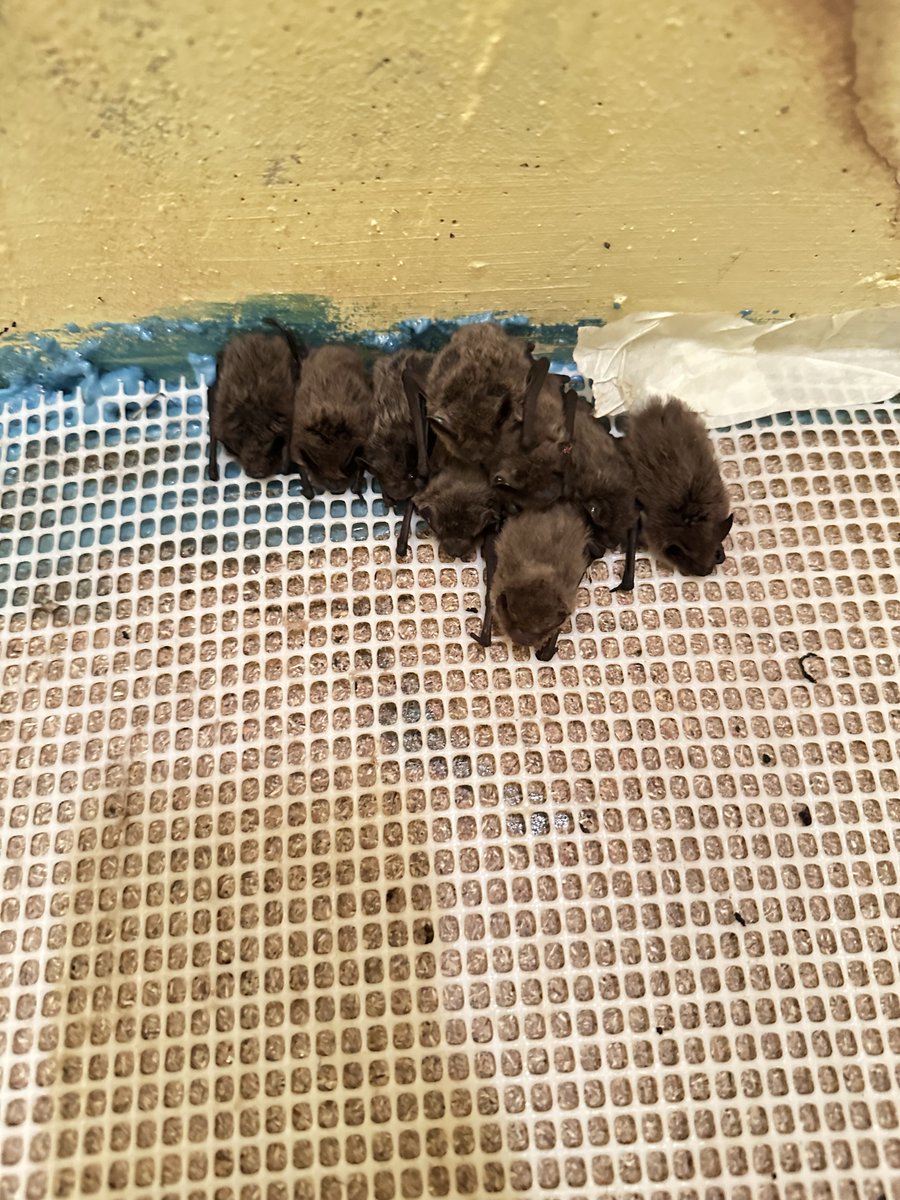 Hoy, 17 de abril, es el Día Internacional de la Apreciación de los Murciélagos 🦇
Os brindamos estas fotos de murciélagos que ingresaron en nuestro centro. Son unos animales de lo más interesantes que nos ofrecen multitud de beneficios, pero que necesitan de nuestra protección.