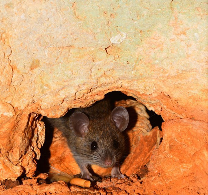 como has dormido esta noche en la cueva ???<a href="/8MiguelAngeel/">Miguel Ángel Gómez</a>
