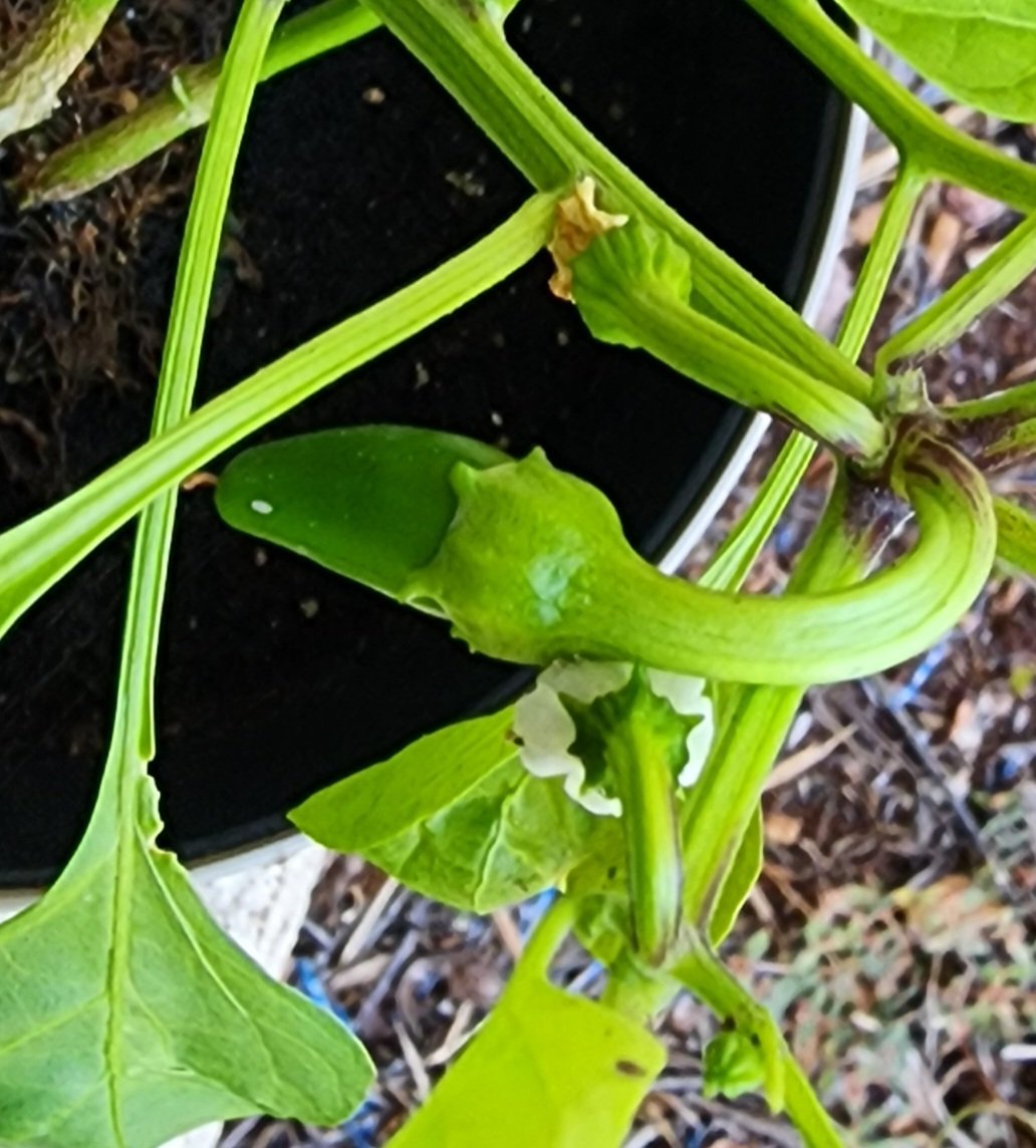 sinithwar's tweet photo. #jalapeno #gardening #gardenersworld #garden Today marks my first self-grown fruit. The irony that I became allergic during the growth time https://t.co/RlZefLkDSP