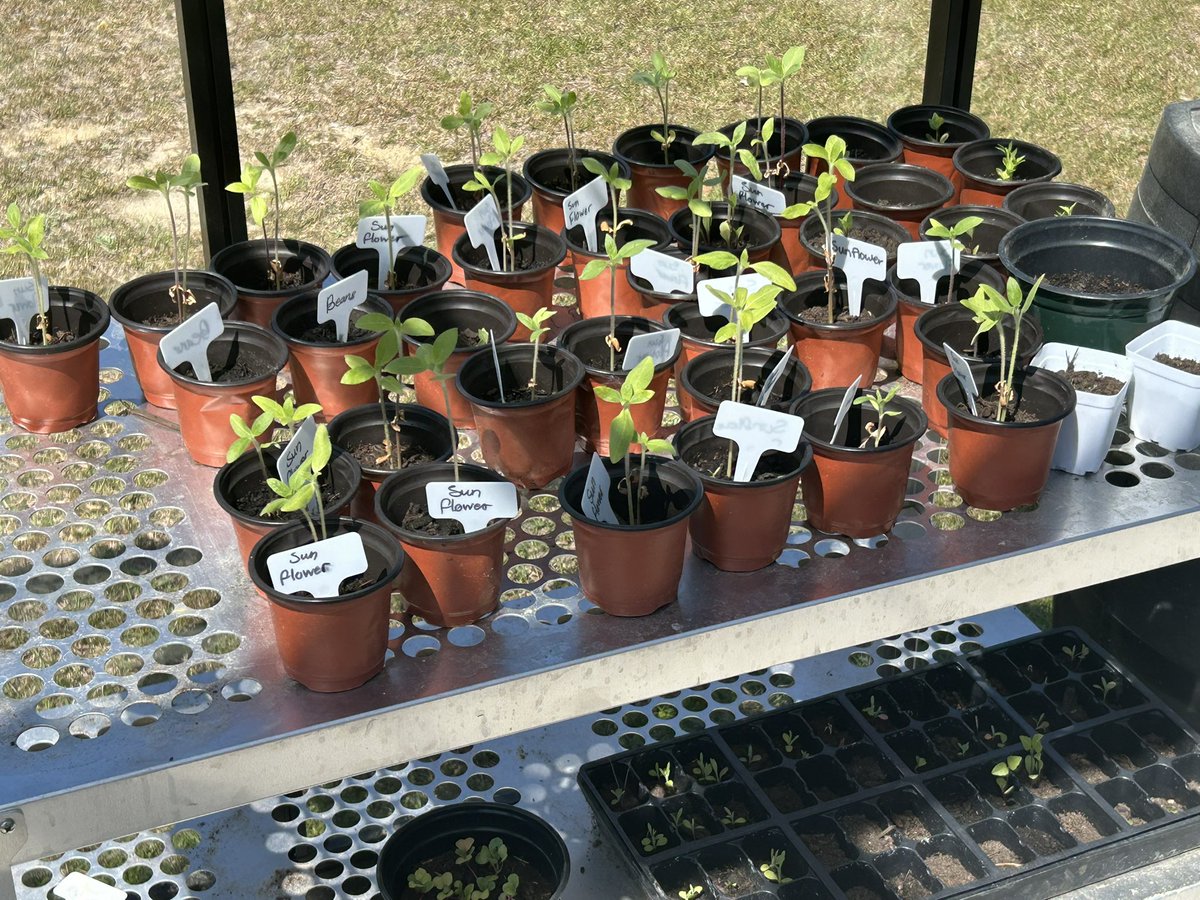 PrincipalD17's tweet photo. Love seeing the growth of these plants by our 3rd grade students in the greenhouse. @Scurlockbears https://t.co/IYlktpb68n