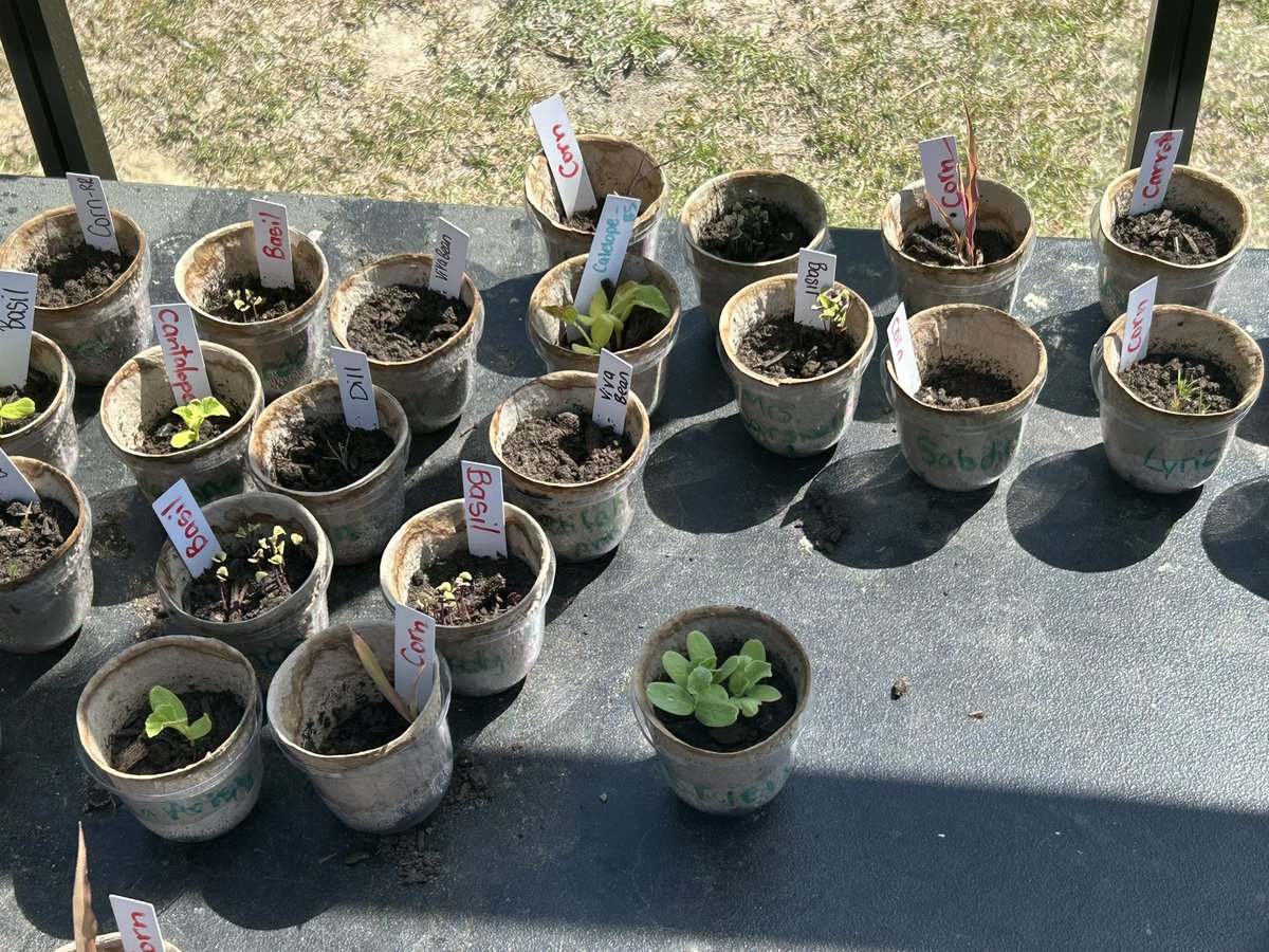 PrincipalD17's tweet photo. Love seeing the growth of these plants by our 3rd grade students in the greenhouse. @Scurlockbears https://t.co/IYlktpb68n