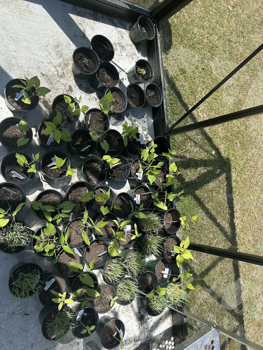 PrincipalD17's tweet photo. Love seeing the growth of these plants by our 3rd grade students in the greenhouse. @Scurlockbears https://t.co/IYlktpb68n