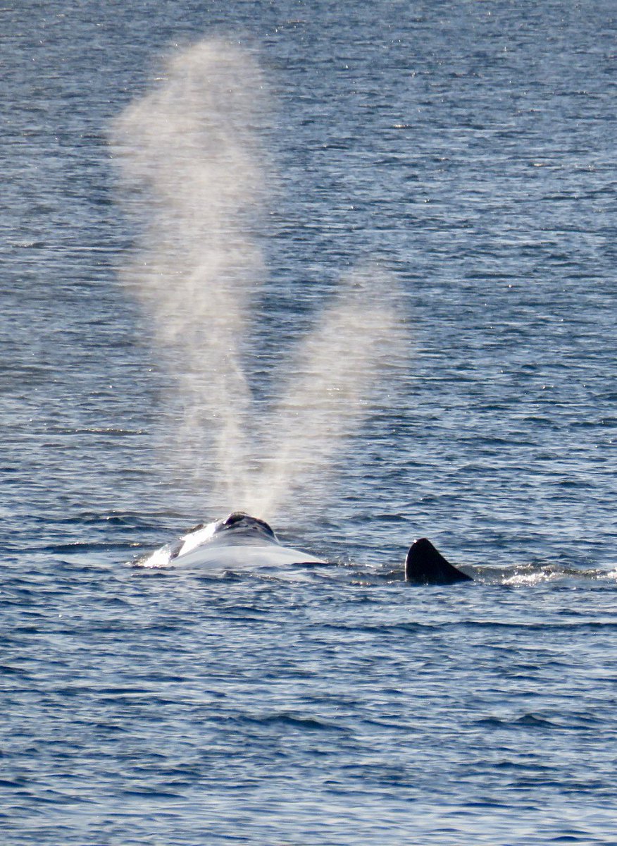 MA_Sharks's tweet image. Thar she blows!
One way you can tell a Right Whale from other species is the V-shaped spout. If they really like you they send up a 💙! 😁