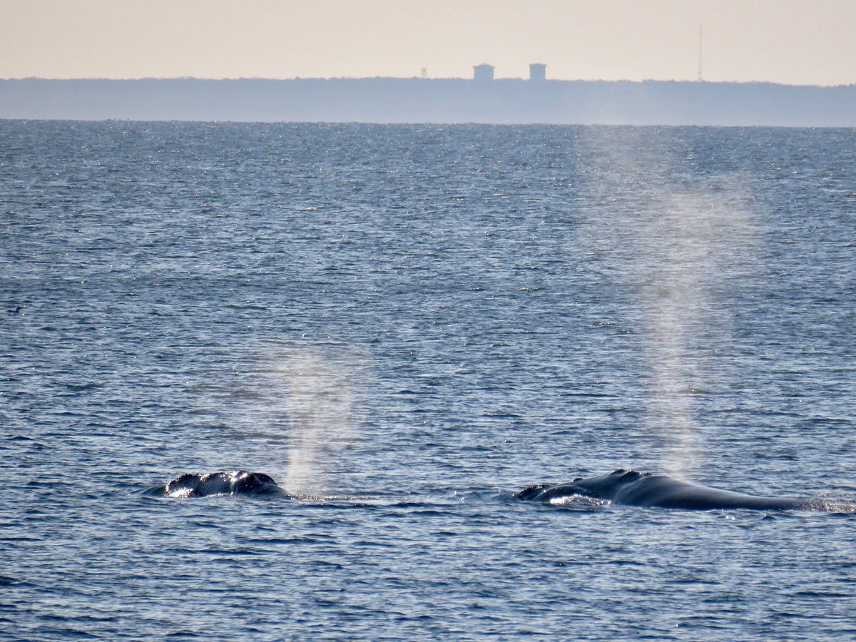 MA_Sharks's tweet image. Thar she blows!
One way you can tell a Right Whale from other species is the V-shaped spout. If they really like you they send up a 💙! 😁