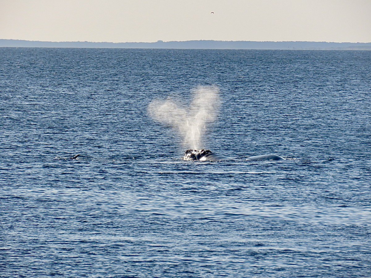 MA_Sharks's tweet image. Thar she blows!
One way you can tell a Right Whale from other species is the V-shaped spout. If they really like you they send up a 💙! 😁