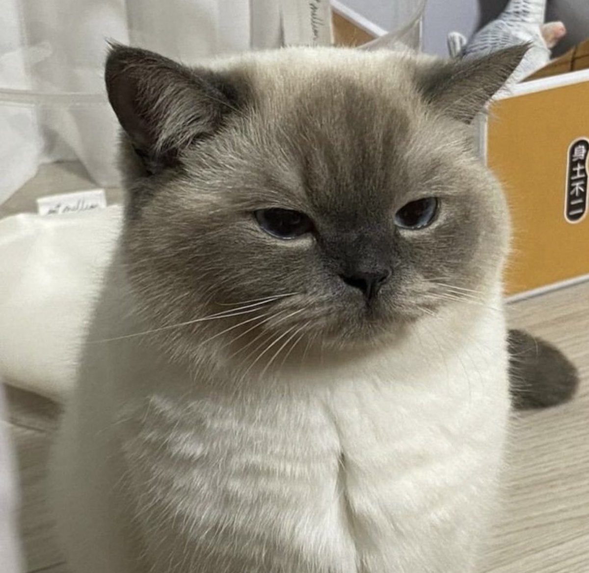 TheCatsX's tweet photo. My two mood https://t.co/OpaK5UstBe